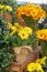 Beautiful Yellow gerberas in flower pot and glass vases