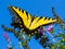 Beautiful Yellow Giant Swallowtail Butterfly On A Flower