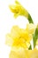 Beautiful yellow gladiolus closeup