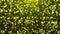 Beautiful Yellow glitter particles falling and flickering particles over Yellow background, simple particles background