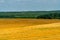 Beautiful yellow and gold field against the blue sky. The harvest season of wheat and other crops. Agriculture in an ecologically