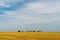 Beautiful yellow and gold field against the blue sky. The harvest season of wheat and other crops. Agriculture in an ecologically