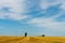 Beautiful yellow and gold field against the blue sky. The harvest season of wheat and other crops. Agriculture in an ecologically