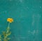 Beautiful yellow gold Zinnia flower against scratched grunge vintage old teal green wooden door, wall background.