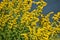 Beautiful Yellow Goldenrod Flowers - Kentucky State Flower