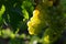 Beautiful yellow grape in the organic vineyard