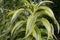 Beautiful yellow and green color leaves of Dracaena Lemon Surprise, a tropical plant