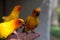 Beautiful yellow-green Eclectus parrots eats food with his hands.