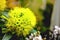 Beautiful Yellow or Green flowers of Golden penda Xanthostemon chrysanthus in garden.