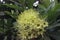Beautiful Yellow or Green flowers of Golden penda or Xanthostemon chrysanthus in garden