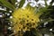 Beautiful Yellow or Green flowers of Golden penda or Xanthostemon chrysanthus in garden