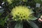 Beautiful Yellow or Green flowers of Golden penda & x28;Xanthostemon chrysanthus& x29; in garden