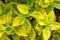 Beautiful yellow green leaves of a houseplant, background.