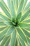 beautiful yellow-green rosette of a young plant without people close-up background