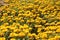 A Beautiful Yellow Helichrysum Flower Background