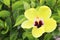 Beautiful yellow Hibiscus flower China rose,Gudhal,Chaba,Shoe flower in the garden of Tenerife,Canary Islands, Spain.