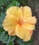 Beautiful yellow hibiscus  (java) flowerðŸŒº