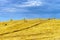 Beautiful yellow hill with haystacks at sunset