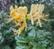 Beautiful yellow honeysuckle flowers macro close up