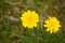 Beautiful Yellow Hypochaeris Radicata Flower (Hairy Cats Ear)