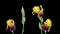 Beautiful yellow iris bloomed on a black background. time interval. 4k