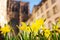 Beautiful yellow iris flowers with Cathedral Notre Dame of Strasbourg on background