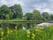 Beautiful yellow iris flowers growing near city canal with moored boat