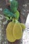 Beautiful yellow jackfruit effect, background image