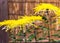 Beautiful yellow Japan Chrysanthemums in autumn. With selective focus. Close-up.