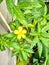 Beautiful yellow jasmine floweres with green leaves.