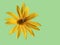 Beautiful yellow Jerusalem artichoke flower with bumblebee isolate on a light green background, copy space