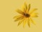 Beautiful yellow Jerusalem artichoke flower with bumblebee isolate on a yellow background, copy space