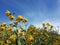 Beautiful yellow jerusalem artichoke flowers and blue cloudy sky