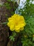 beautiful yellow kenikir flower