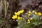 Beautiful yellow kingcup flowers on a natural background in spring.