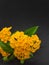 Beautiful yellow lantana camara with balck background