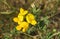 Beautiful yellow Lathyrus flowers in the garden