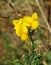 Beautiful yellow Lathyrus flowers in the garden, closeup