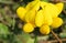 Beautiful yellow Lathyrus flowers in the garden, closeup