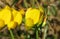 Beautiful yellow Lathyrus flowers in the garden, closeup