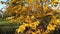 Beautiful yellow leafs on autumn tree in the park