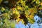 Beautiful yellow leaves decorate the autumn oaks