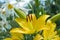 Beautiful yellow lilia flower