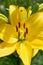 Beautiful yellow lilia flower