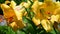 Beautiful yellow lilies close-up. The sunny day