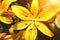 Beautiful yellow lilies on flowerbed