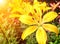 Beautiful yellow lilies on flowerbed