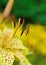 Beautiful yellow lilly flower outdoors