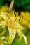 Beautiful yellow lilly flower outdoors