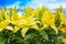 Beautiful yellow lily flower decoration panorama macro close up
